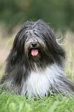 TERRIER DU TIBET 328